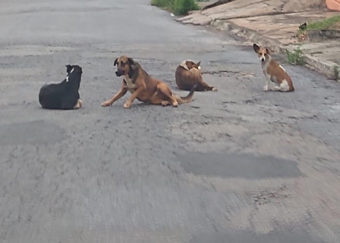 Animais afetados pelo desastre em Brumadinho ganham ensaio de Natal -  Gerais - Estado de Minas