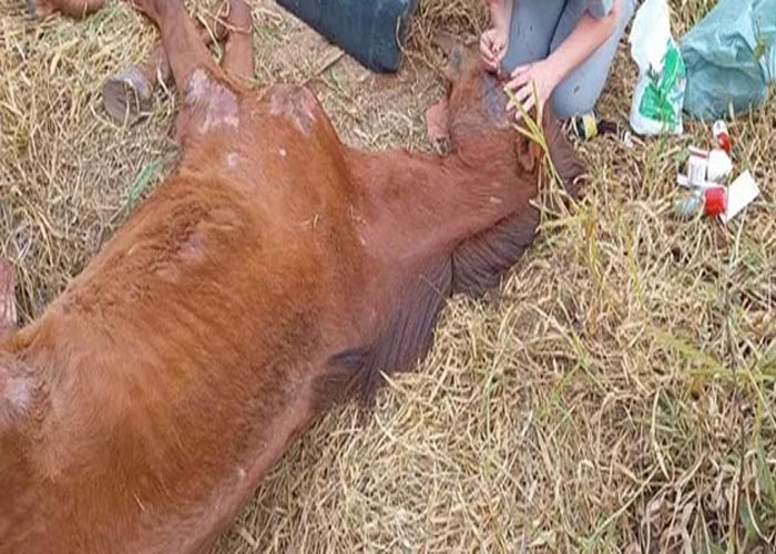 Motorista é flagrado puxando cavalo com corda ao lado de carro em