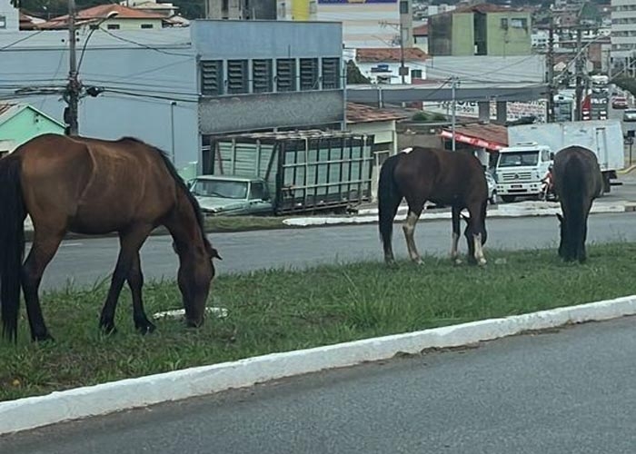 Ataque de abelhas mata cavalo em Ribeirão Preto - A Crítica de Campo Grande