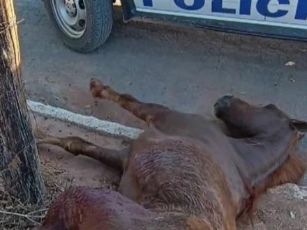 Polícia fecha abatedouro clandestino de cavalos que abastecia