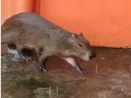 Coisas do menino João: Capivara insatisfeita com o espelho.