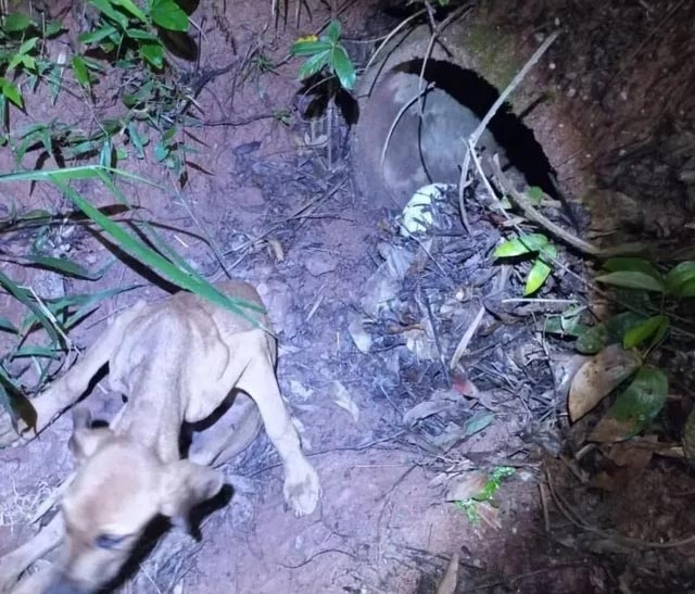 VEJA VÍDEO: Cavalo agonizando e todo queimado, após incêndio