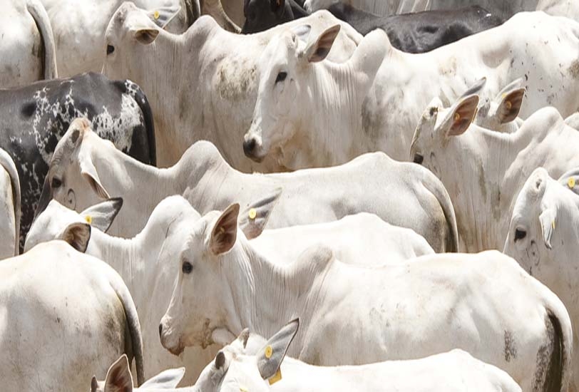 Ataque de 50 mil abelhas deixa animais feridos, mata cavalo e causa pânico  em bairro da Serra