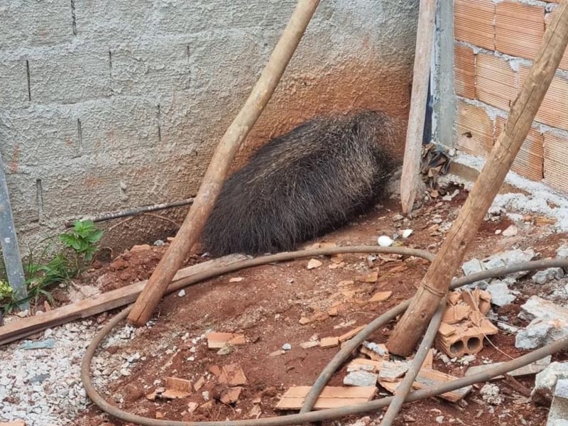 Rato 'gigante' é capturado por Bombeiros
