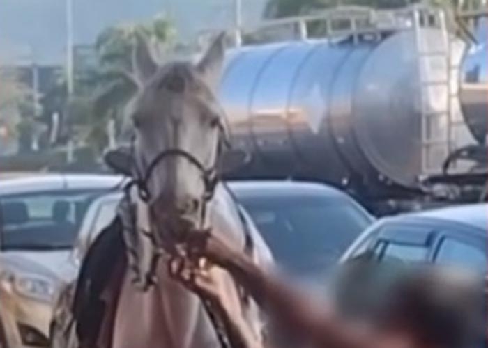 Cavalos sobreviventes abatedouro clandestino são resgatados pela PAC e  SOAMA – SOAMA