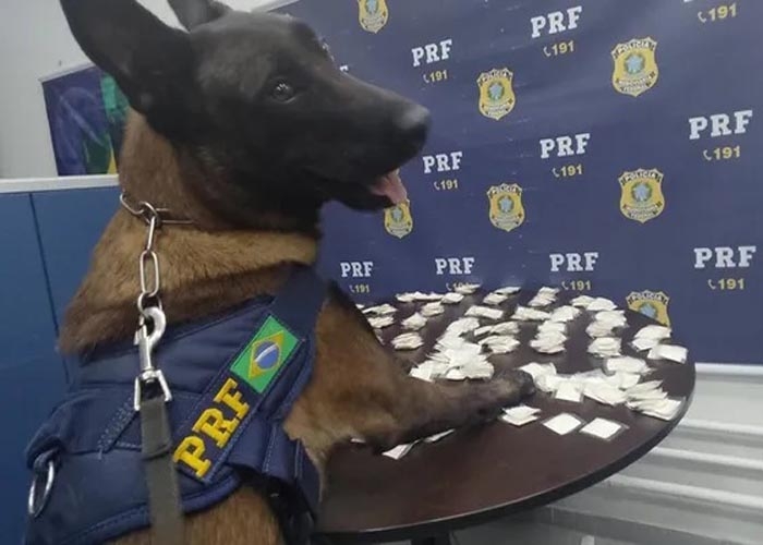Dog Frango' prensado mais famoso do Brasil chega em Marília • Marília  Notícia