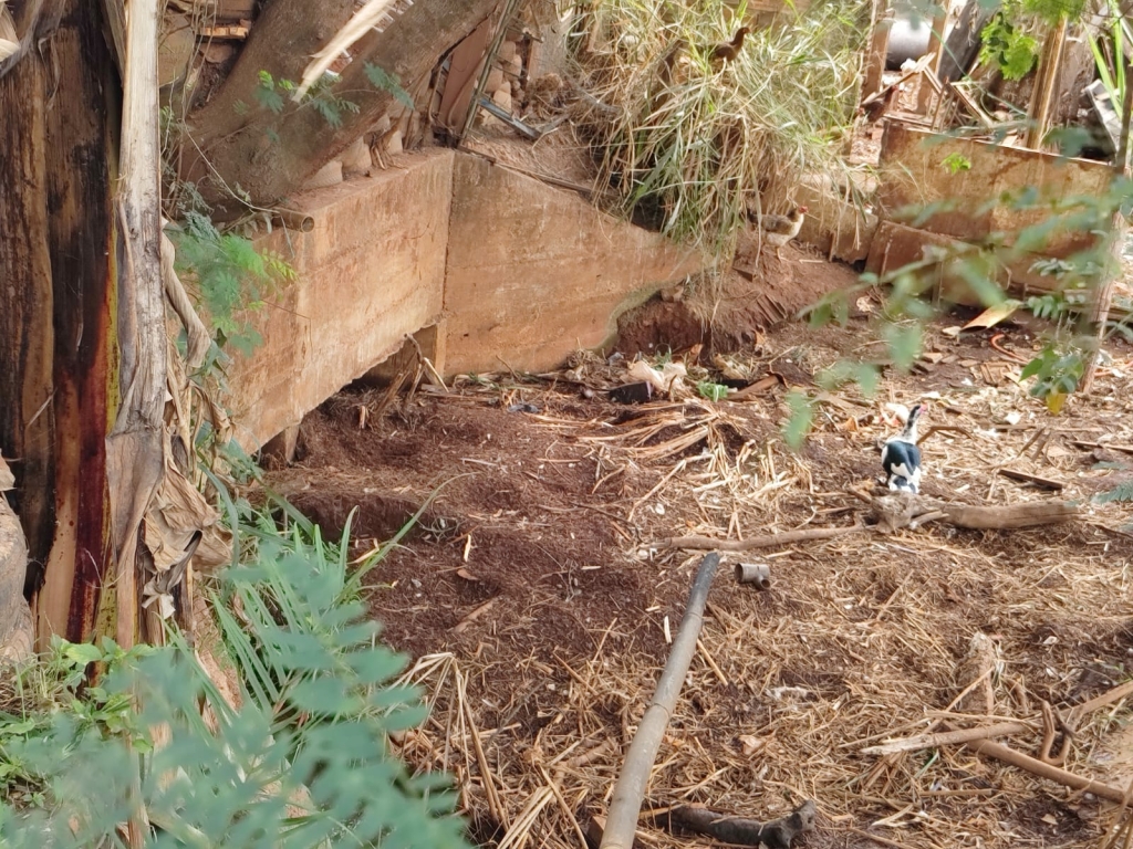 Cavalo é sacrificado em uma das principais avenidas de Nova Lima e causa  comoção em moradores, Minas Gerais