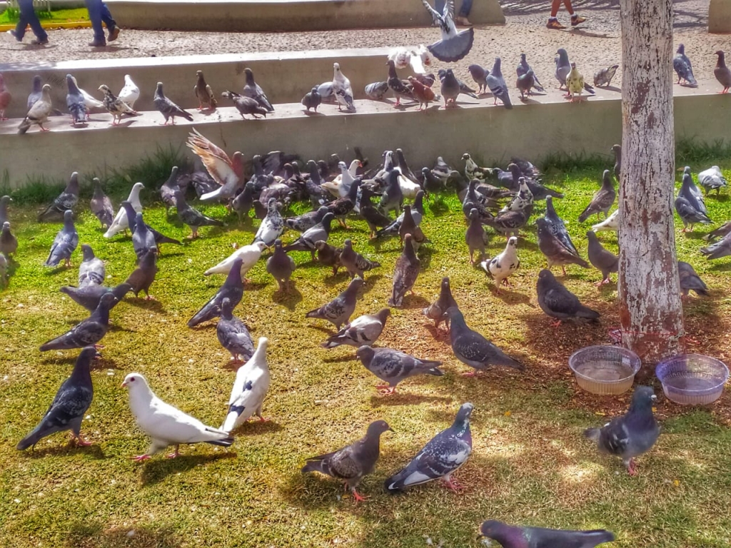 pombo  Pais indignados contra o Poder Judiciário