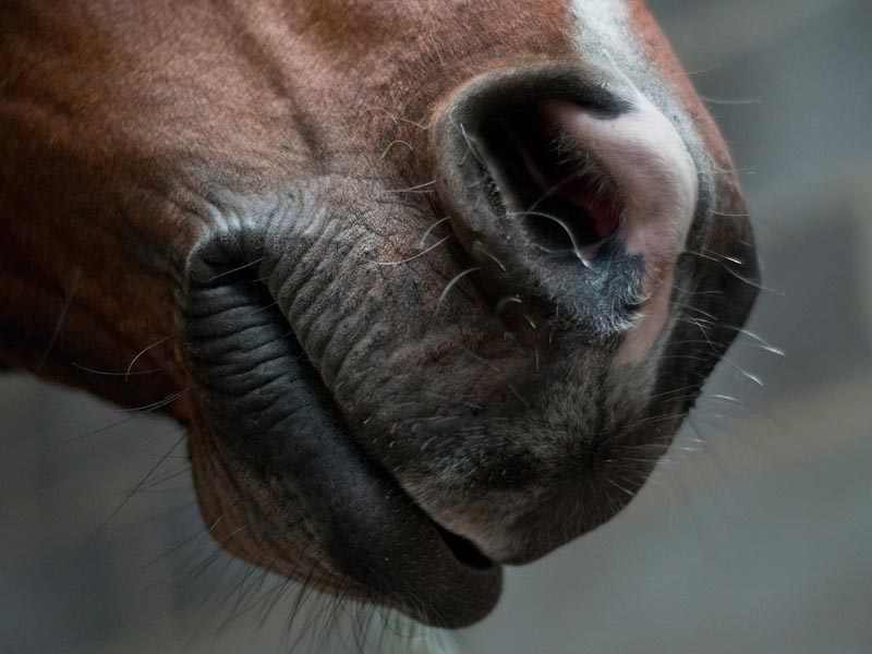 Disparado de um movimento do cavalo da prata da placa de xadrez