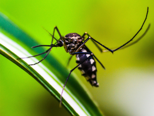 assets/uploads/imagens/thumbs/7ba52-9f614-dengue-e-chikungunya.jpg